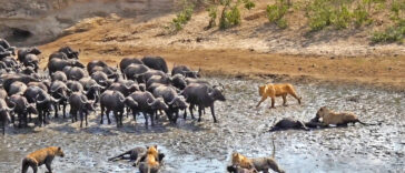 Watch this nonstop and dramatic back and forth action that occurred when a pride of 30 lions targeted a thirsty herd of buffalo. The herd comes back and tries its best to rescue the calves of the herd.