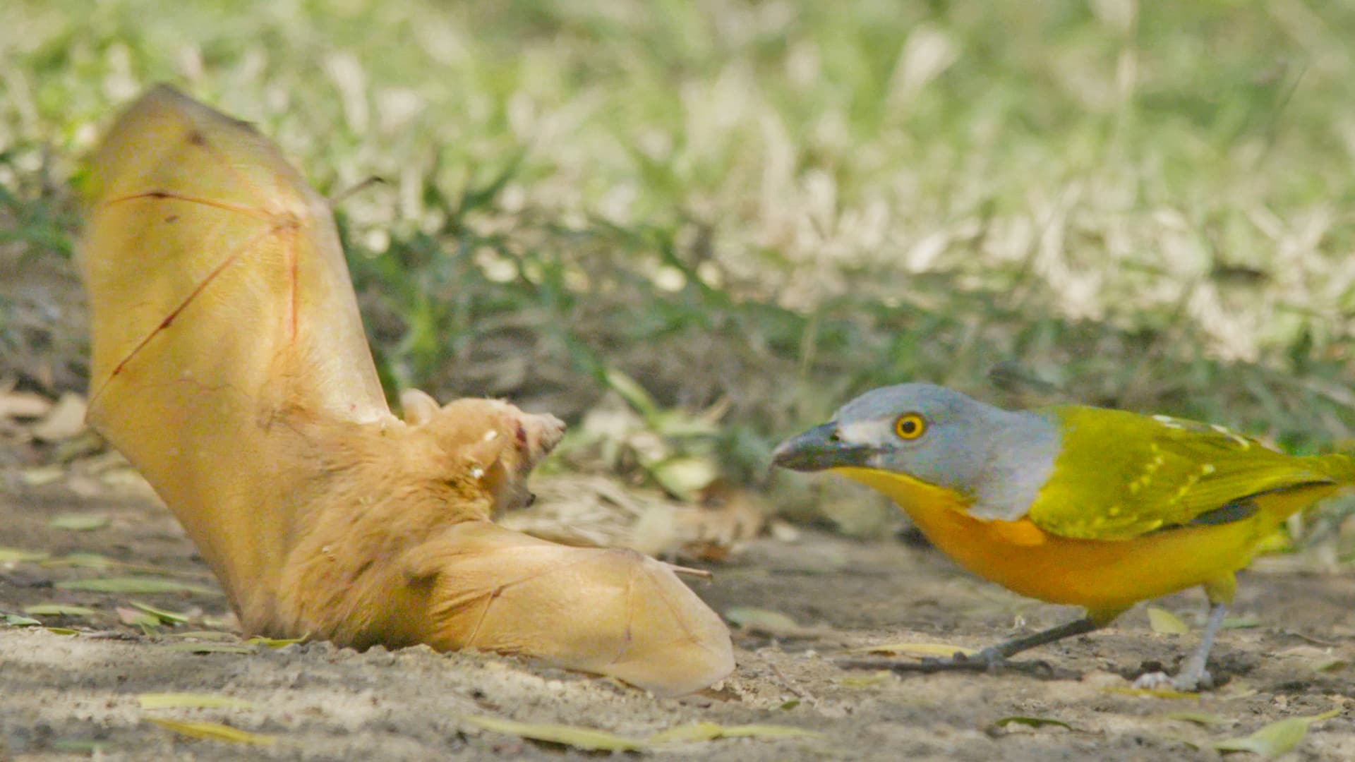 Battle Between Bat & Bird