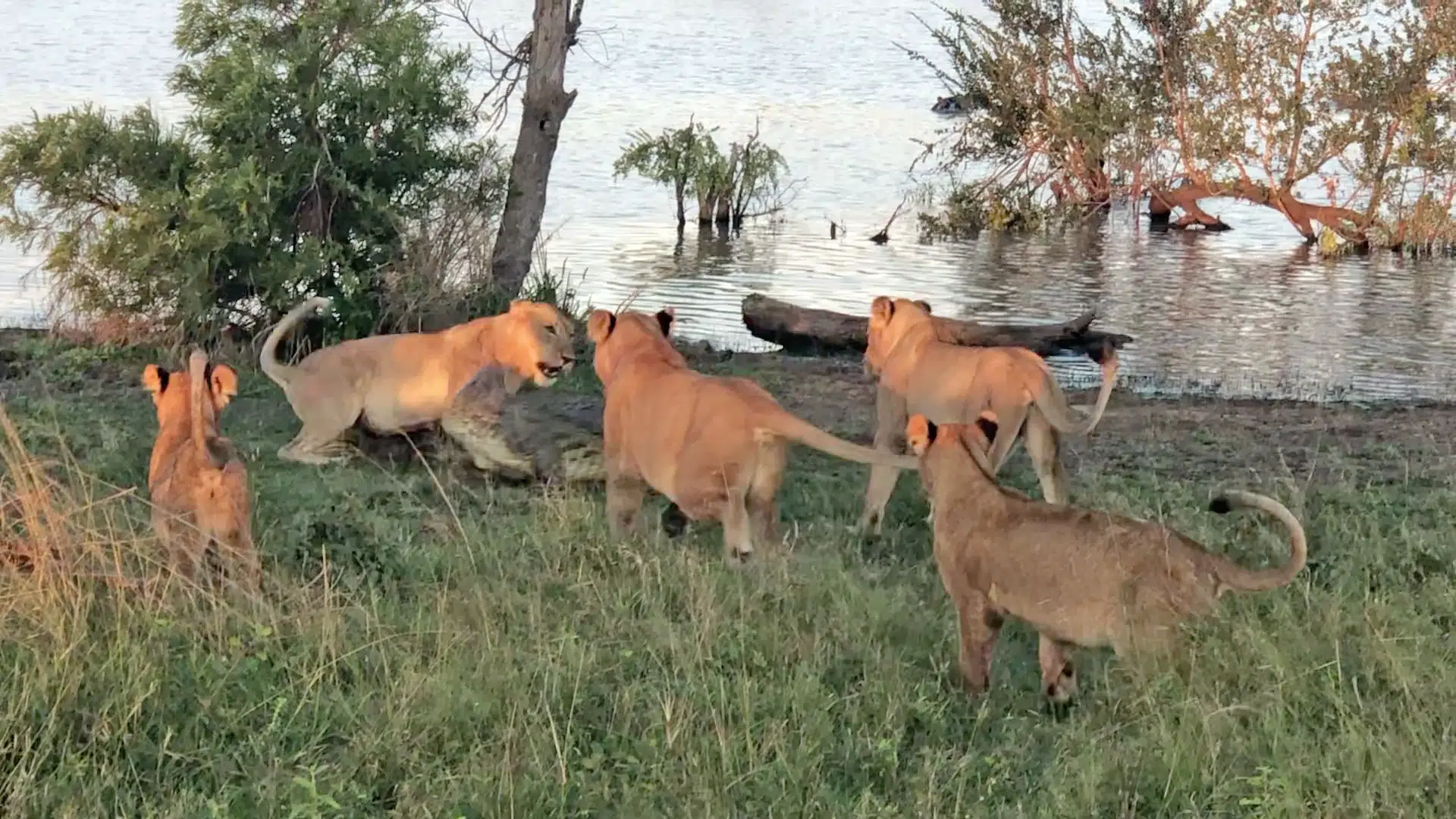 Crocodile tries to steal waterbuck scraps and is quickly cornered by 5 lions