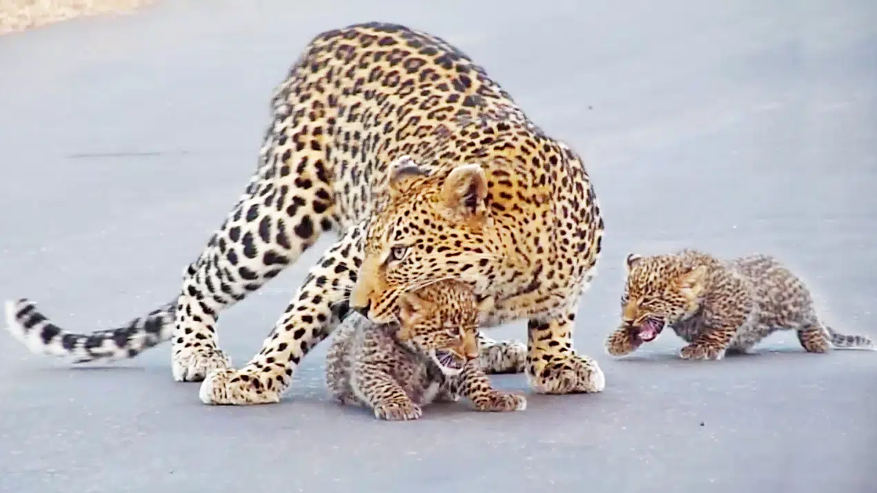 Leopard Teaches Cubs How to Cross the Road