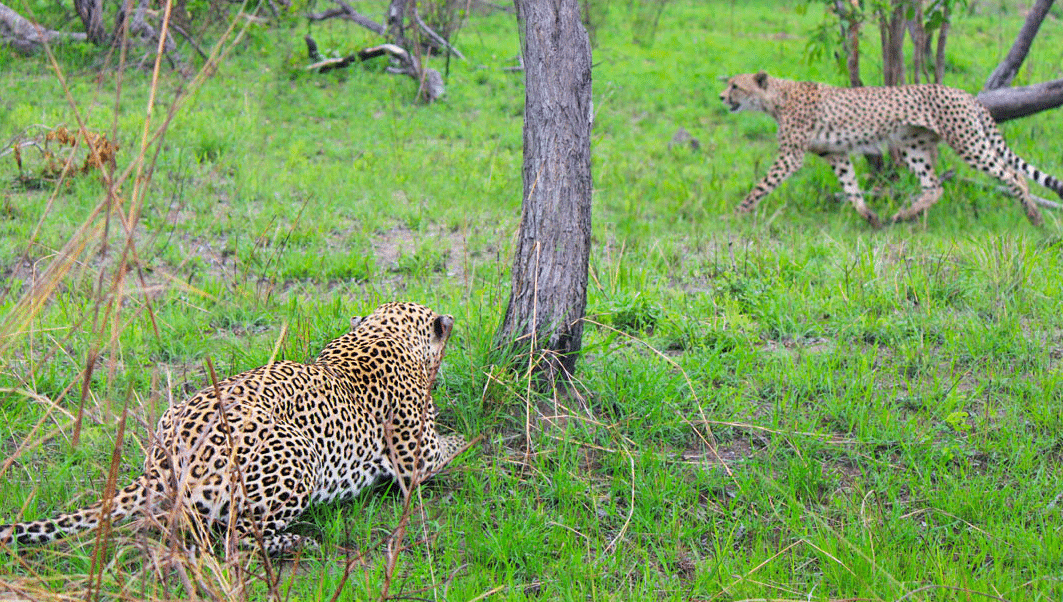 Cheetah Walks Right into a Leopard