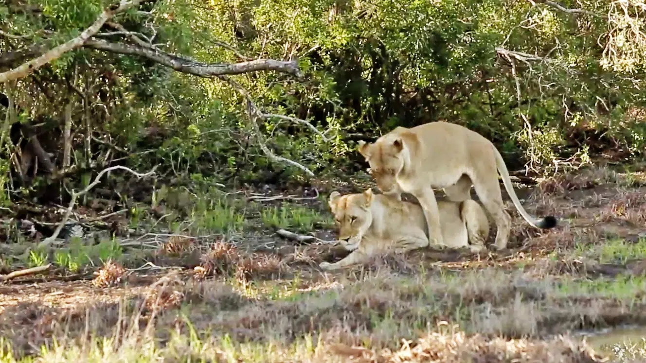 Lionesses With A Unique Relationship