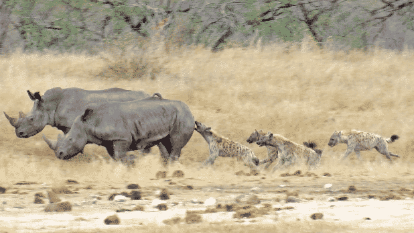 Hyenas Gang Up Against Injured Rhino