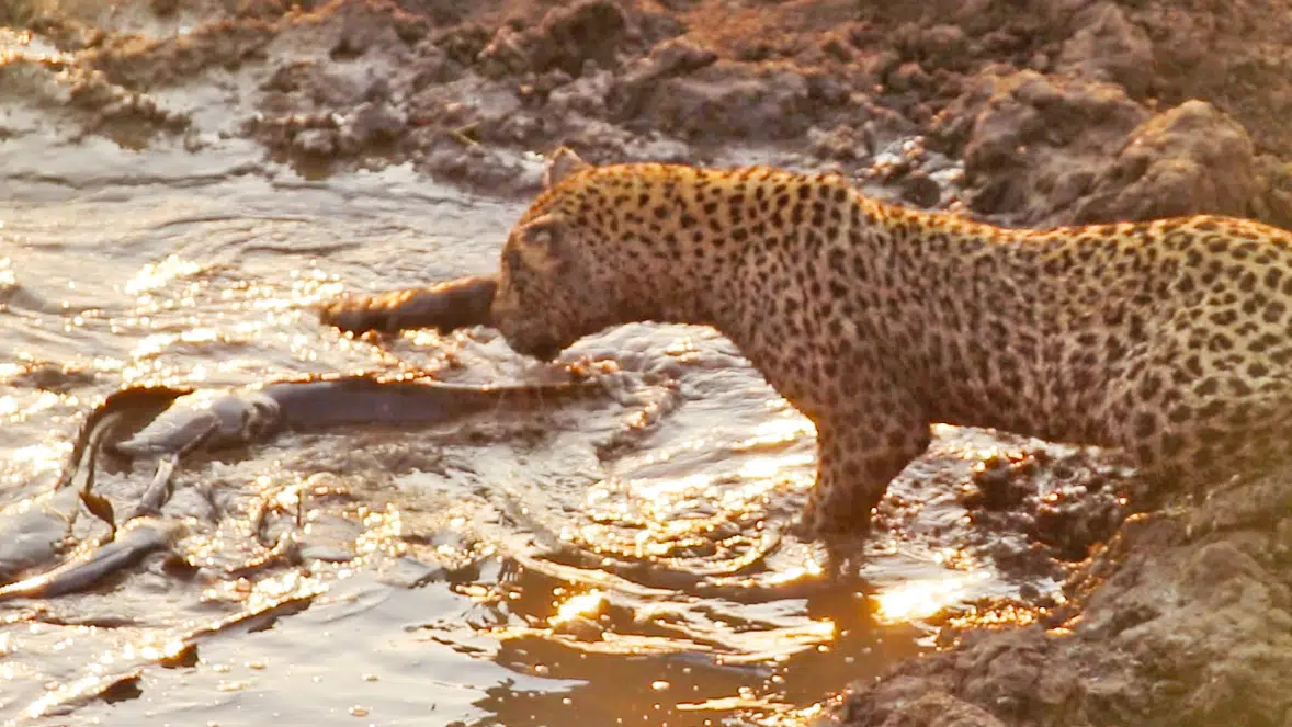 Fish in Small Puddle Doomed by Hungry Leopard