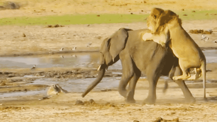 Lone Lion Attacks a Lone Elephant
