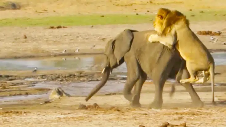 Lone Lion Attacks a Lone Elephant