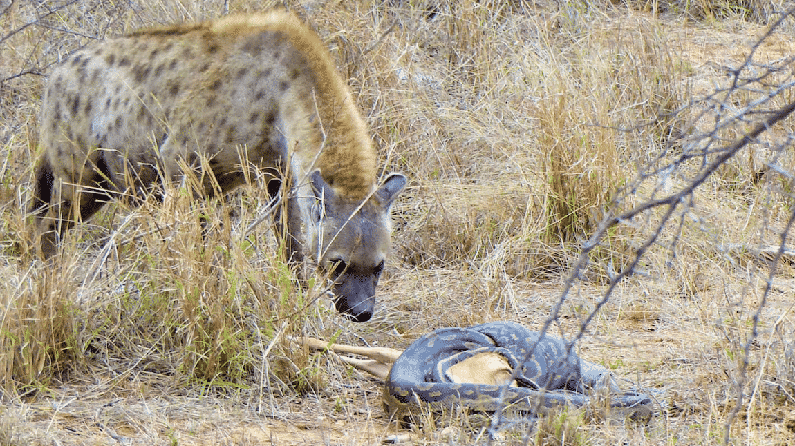 Hyena Steals Impala from Python