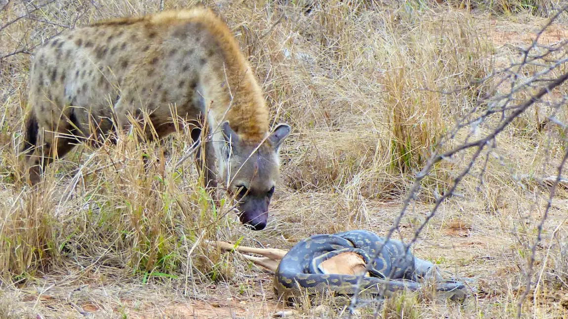 Hyena Steals Impala from Python