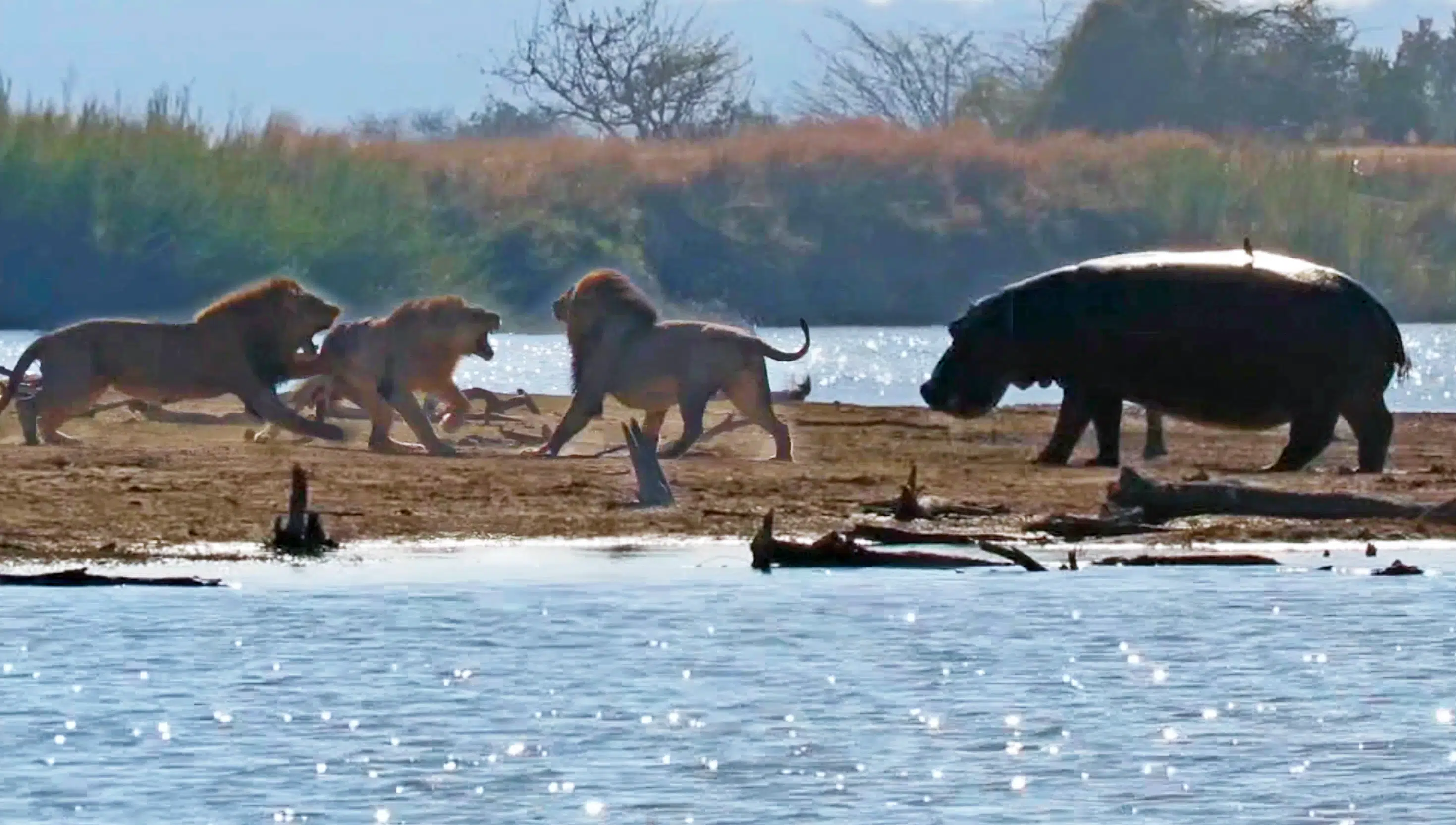 3 Male Lions Attacking Another Lion Get Interrupted by Elephants and Hippos