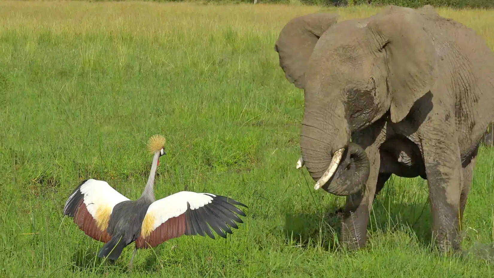 Brave Bird Chases Elephants from Nest