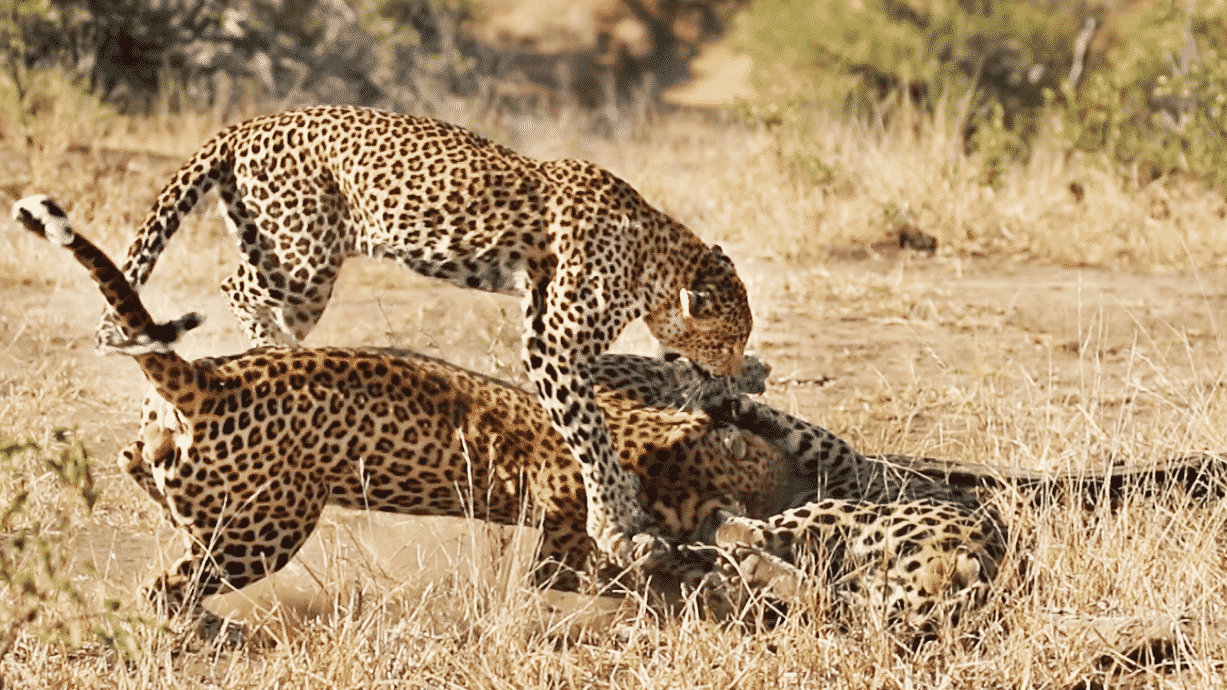 Males Fight Over Leopardess, She Breaks it Up!