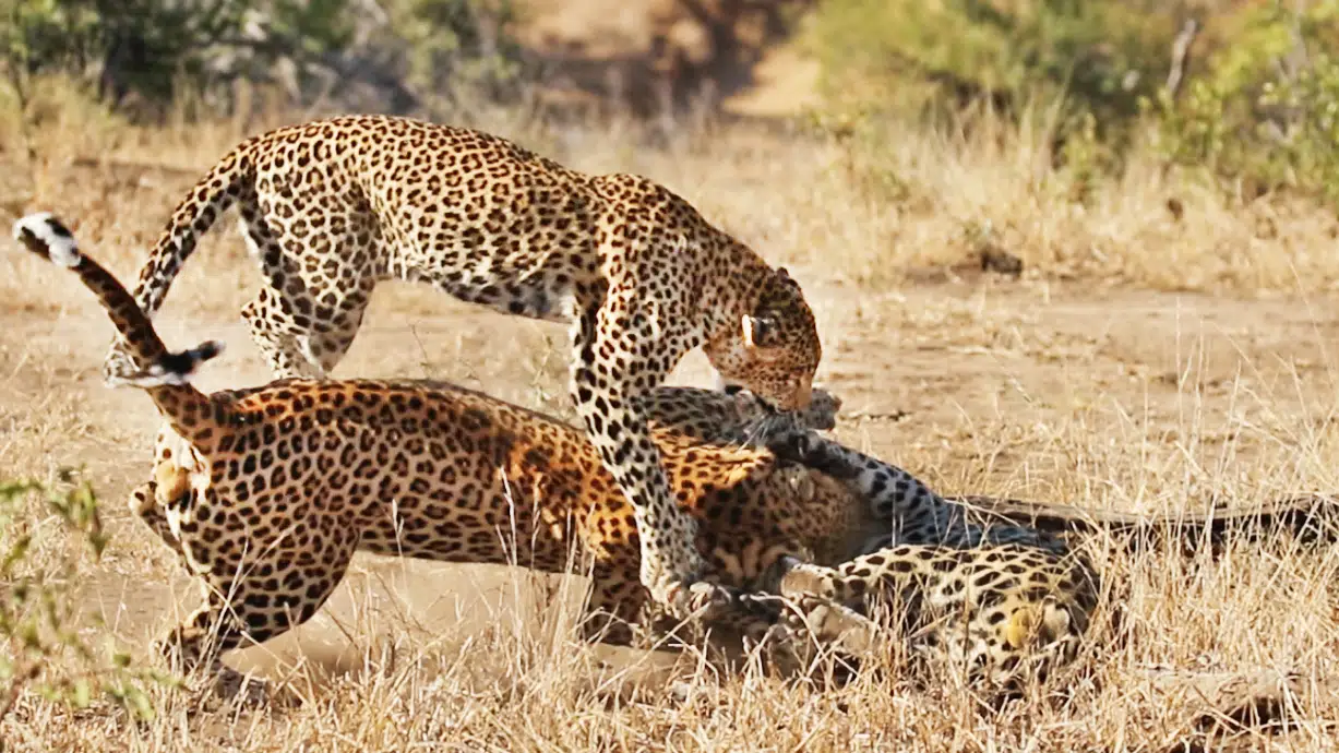 Males Fight Over Leopardess, She Breaks it Up!