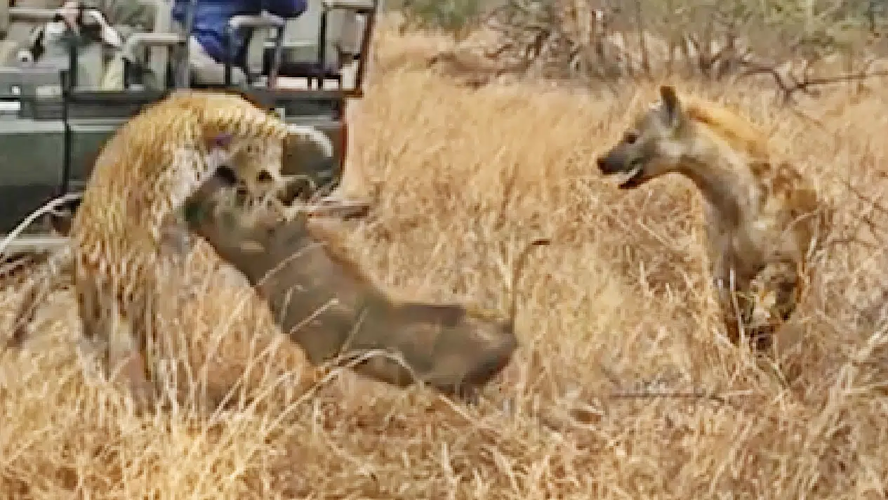 Hyena Saves Warthog from Leopard!