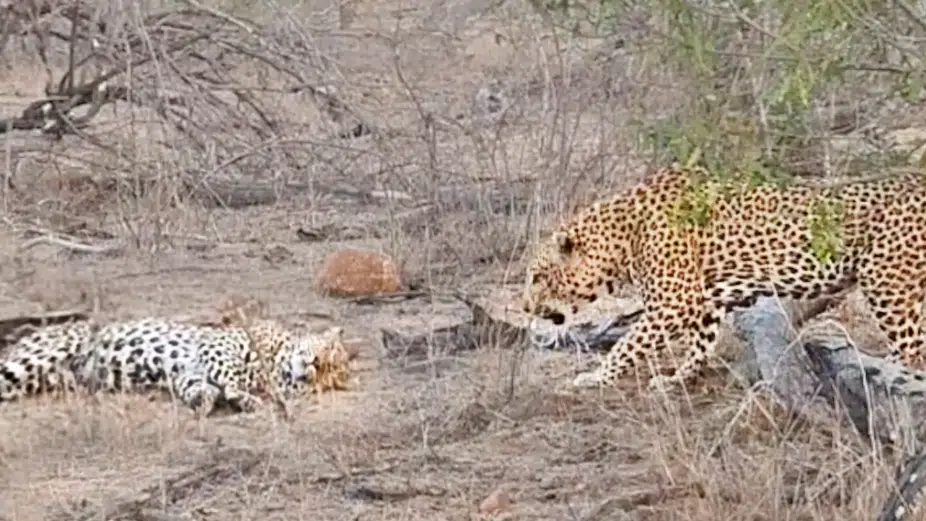 How Not to Wake up a Female Leopard