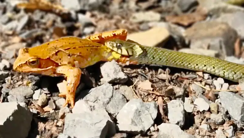 Snake Swallows Frog as it Tries to Escape