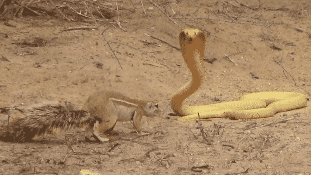 Squirrel Battles Cobra to Protect Her Babies