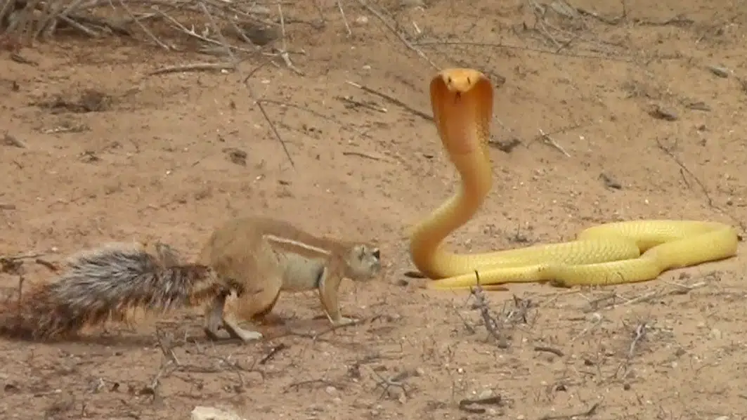 Squirrel Battles Cobra to Protect Her Babies