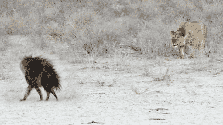 Hyena Walks Right Into 3 Male Lions