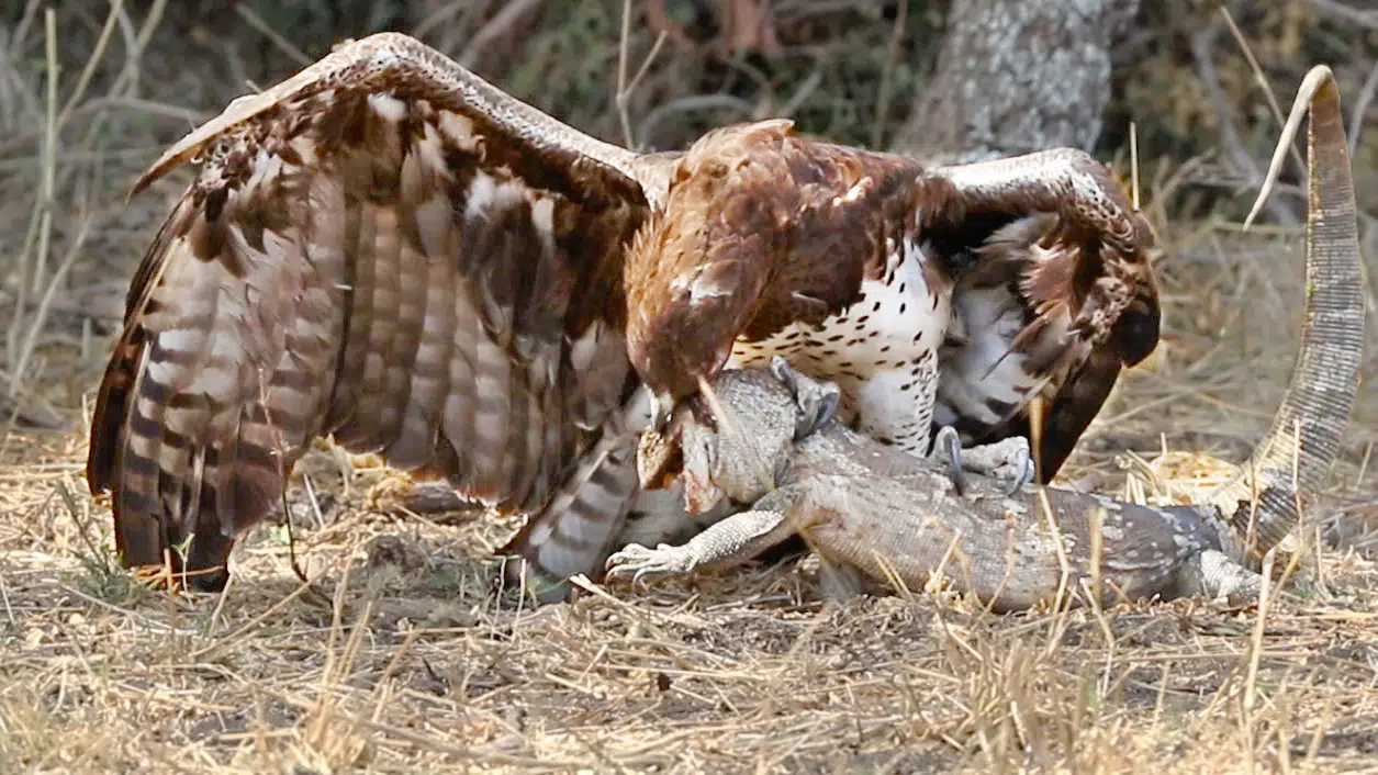 Eagle Rips Lizard’s Eyes Apart As it Tries to Escape