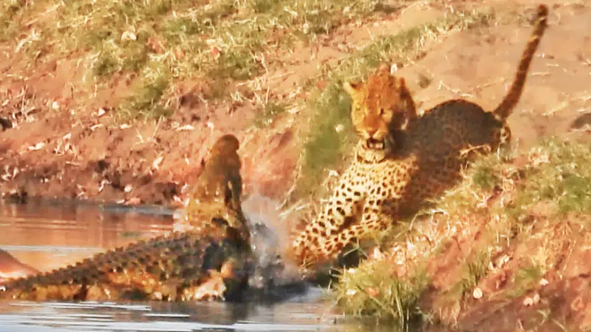 Crocodile Attacks a Leopard Trying To Steal Its Food