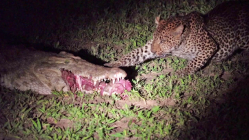Leopard Eats Food Right Out a Crocodile's Mouth