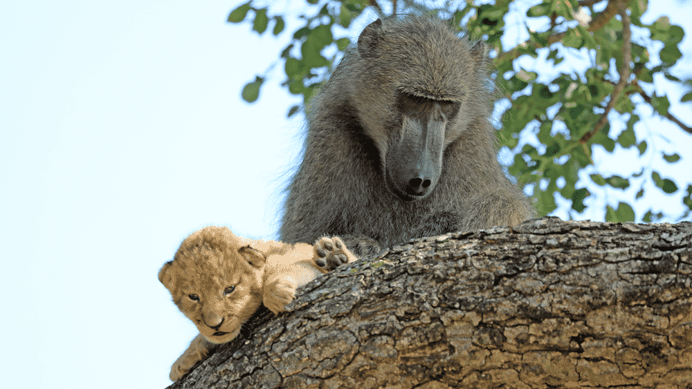 Baboon Adopts and Grooms Lion Cub