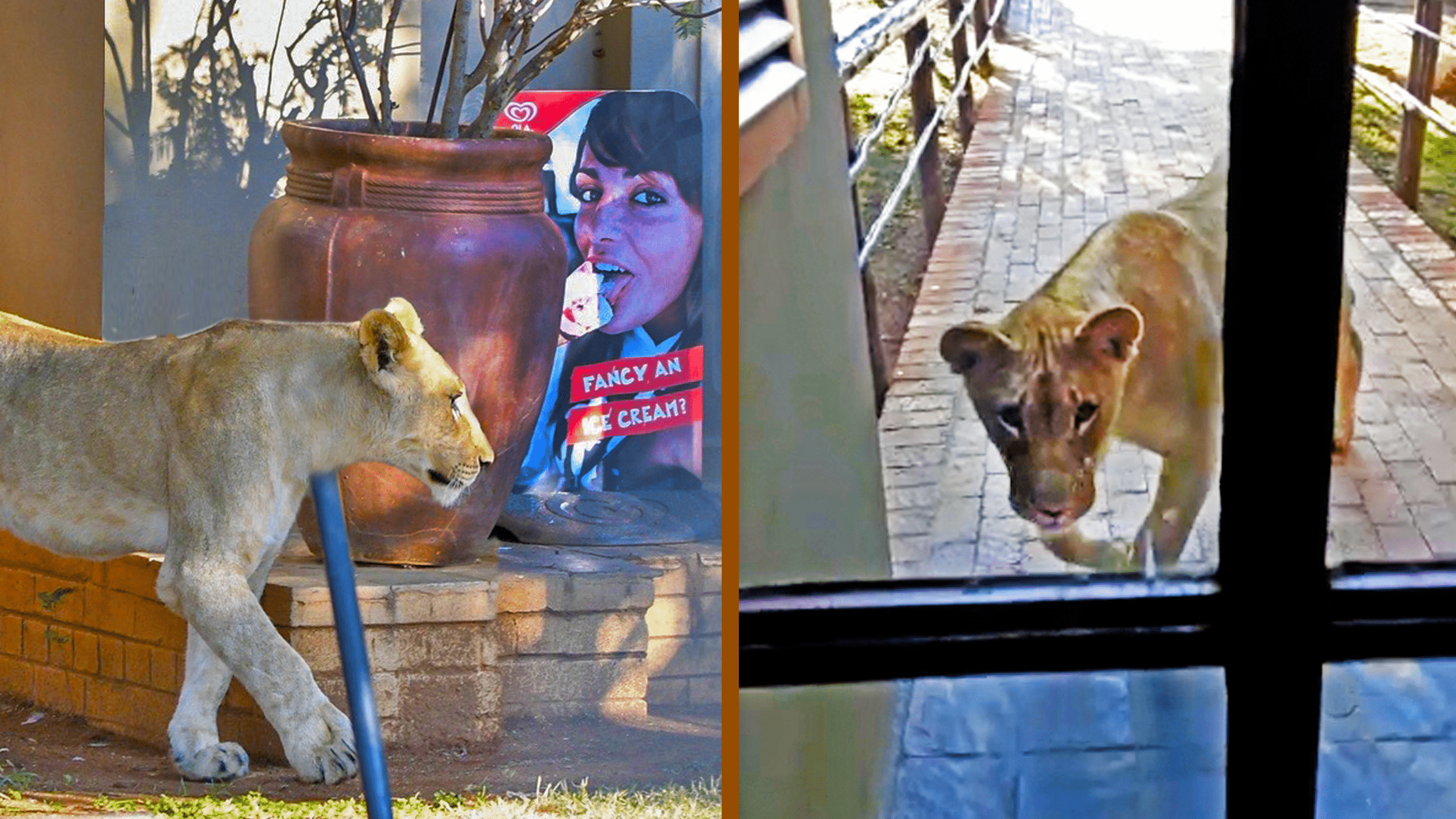 Lion Tries Entering Restaurant Full of Tourists!