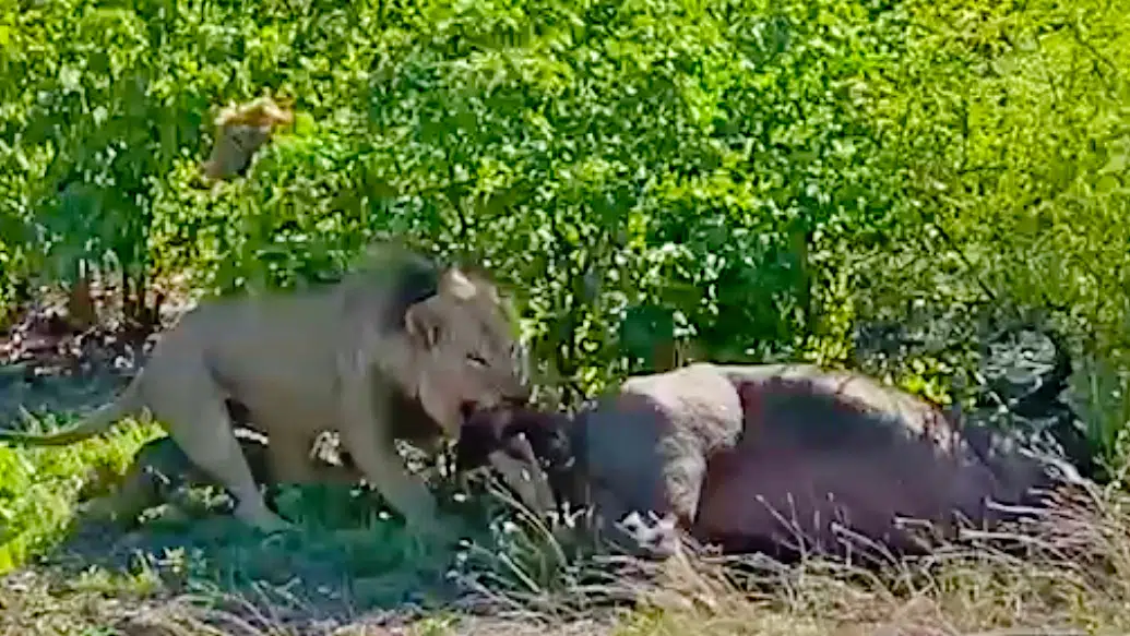 Lion Gives Pregnant Buffalo a C-Section
