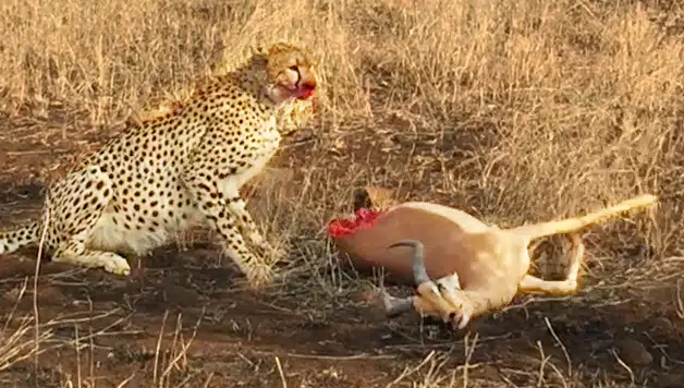 Half an Impala Tries Escaping Cheetah