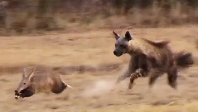 Aardvark Tries to Outrun Hyena