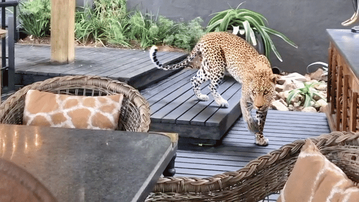 Leopard Walks Amongst People in Restaurant