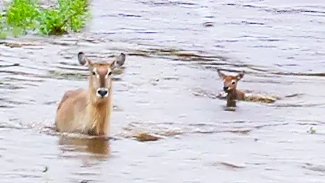 Baby Buck Washes Away in River as Mother Barely Notices