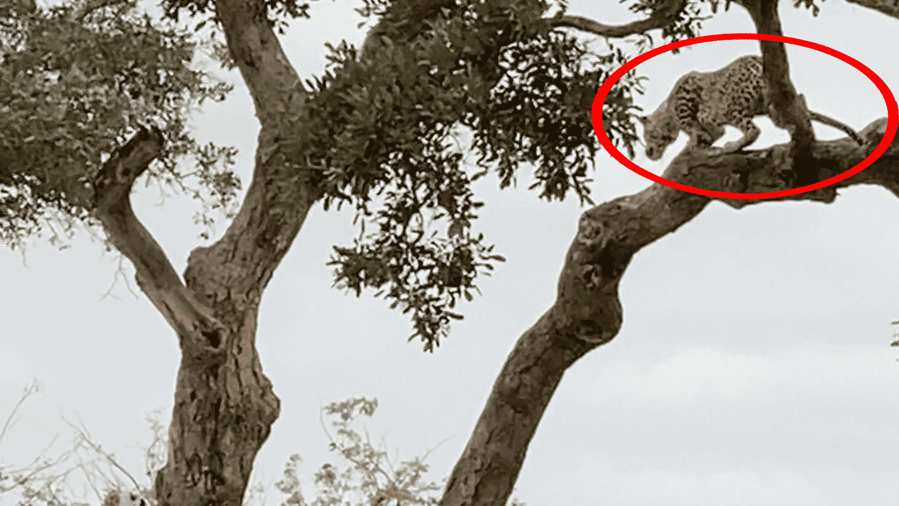 Leopard Strikes Buck From Tree