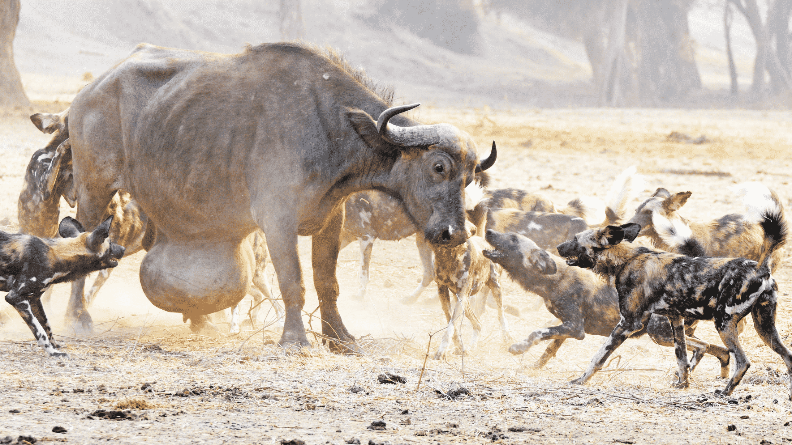 Wild Dogs Pop Huge Hernia on Buffalo