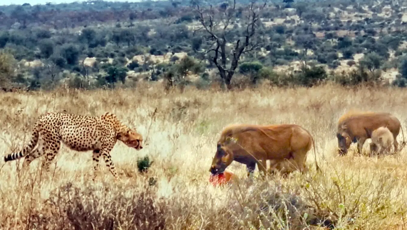 Family of Warthogs Steal and Eat Cheetah’s Meal