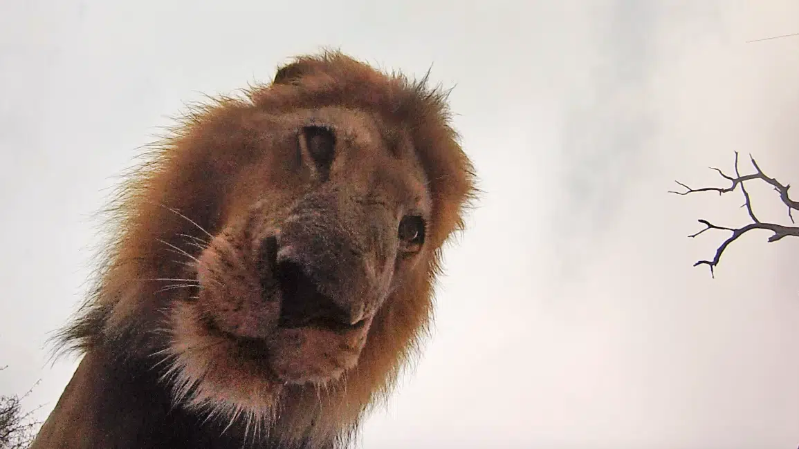How Different Animals React to GoPros