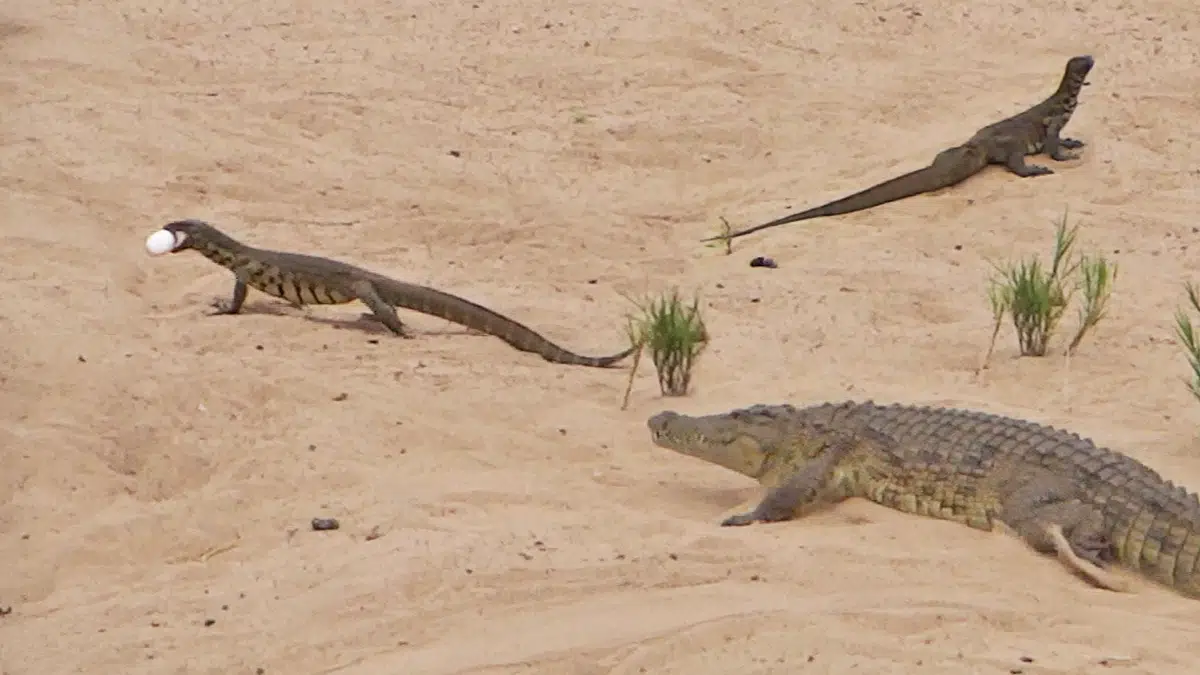 Crocodile Tries Fighting Off 2 Monitor Lizards to Protect Eggs
