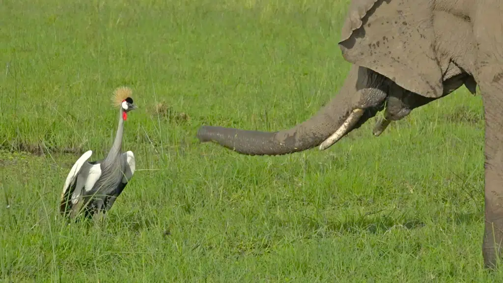 Brave Bird Chases Elephants from Nest