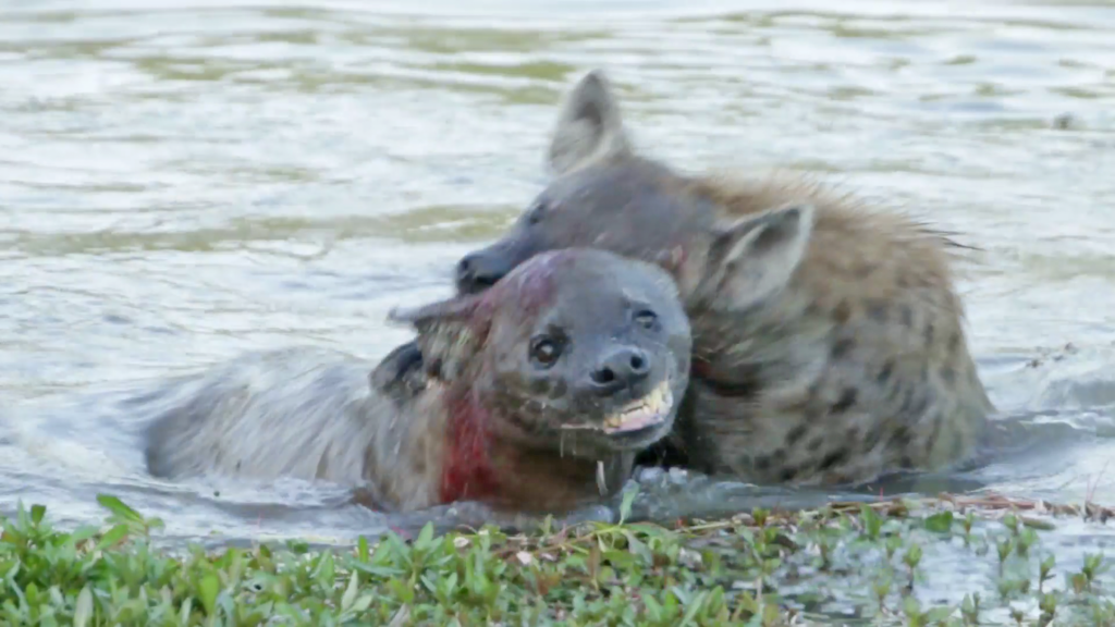 Hyena Tries Drowning Rival