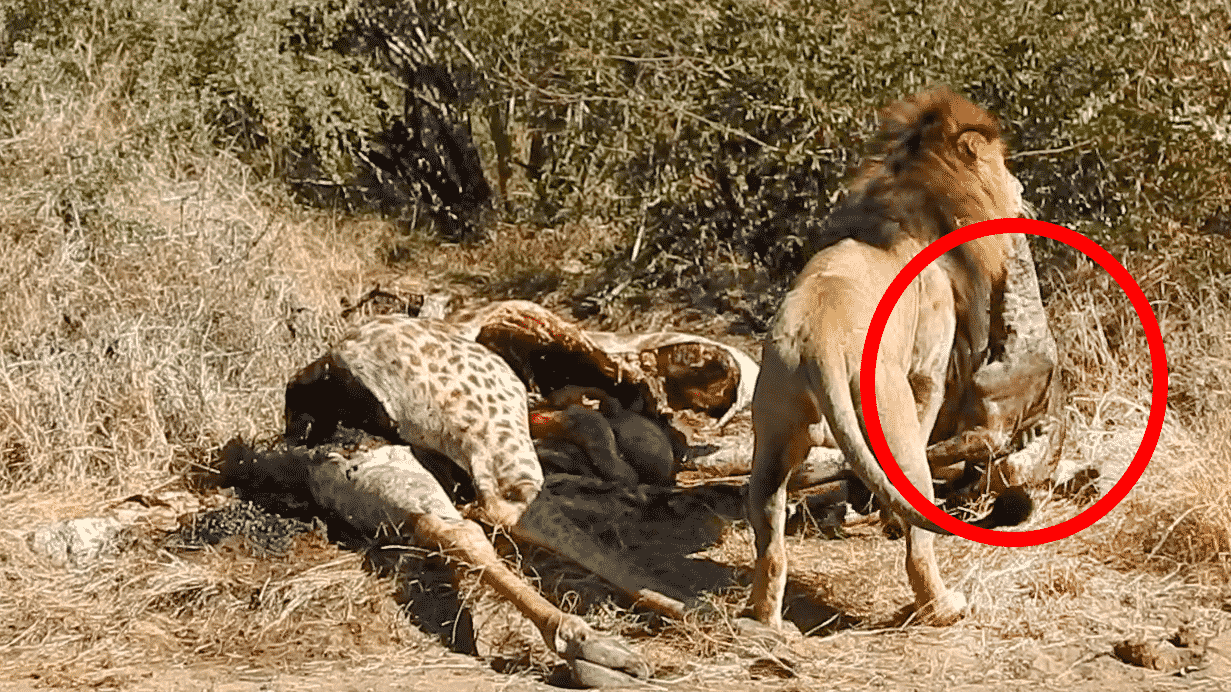 Lion Pulls Out Baby Giraffe From Mother