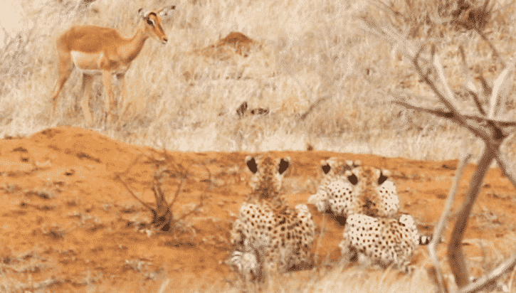 Impala Walks Right into Three Cheetahs