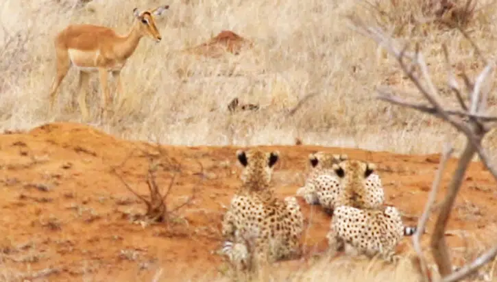 Impala Walks Right into Three Cheetahs