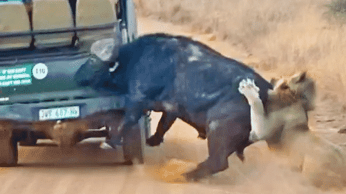 Buffalo Smashes Car to Try Chase Lions Away
