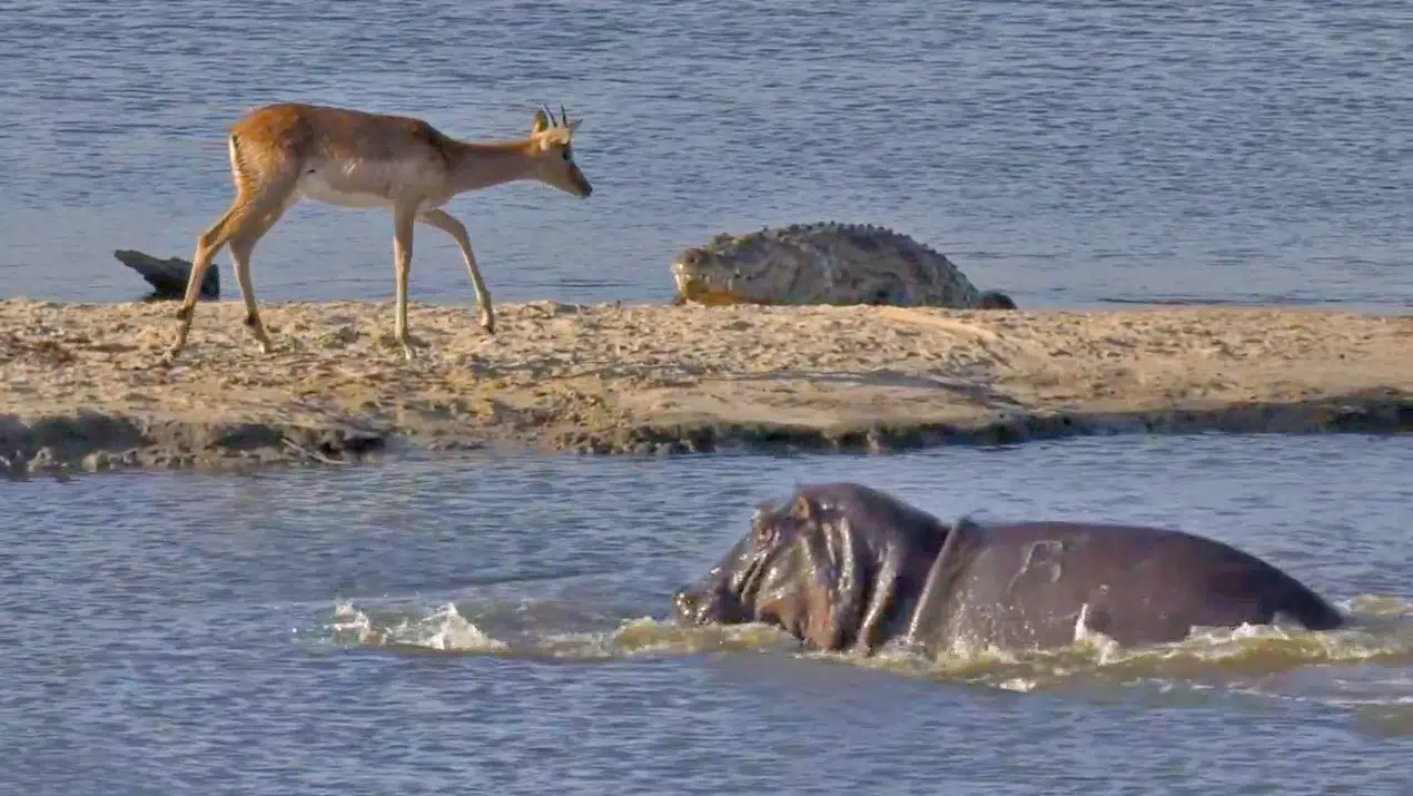 Buck Tries to Out-Swim Crocodiles and Hippos