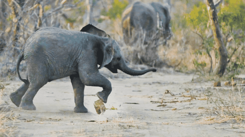 Elephants Got Talent – Soccer