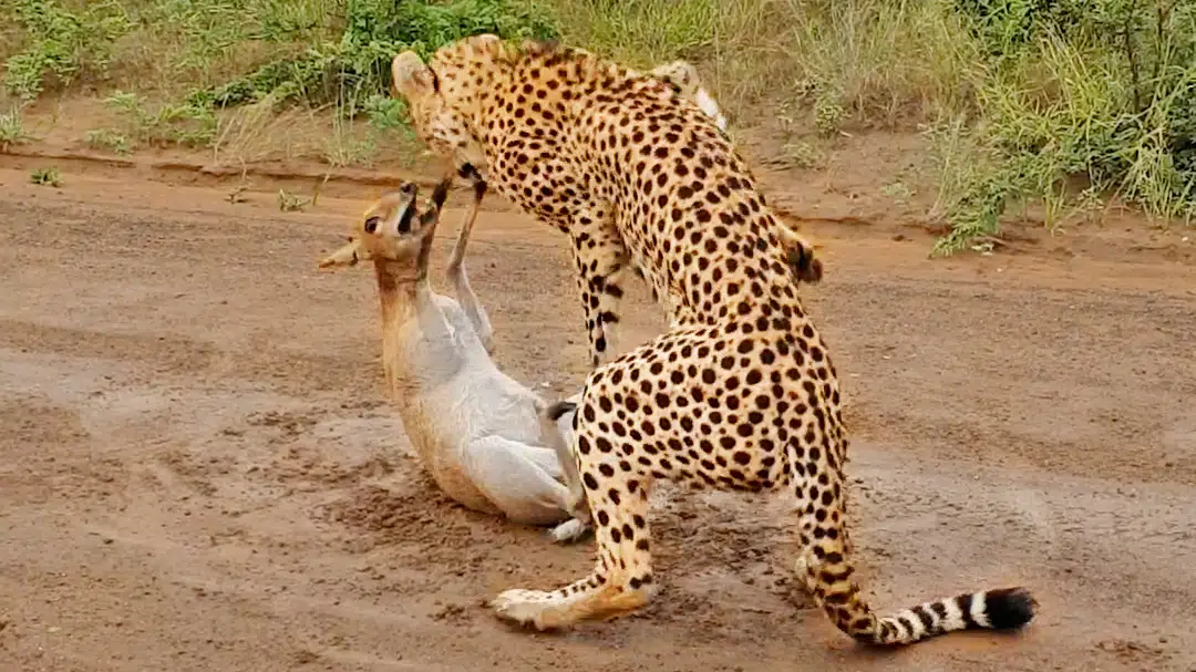 Duiker Cries for Help From Cheetah!
