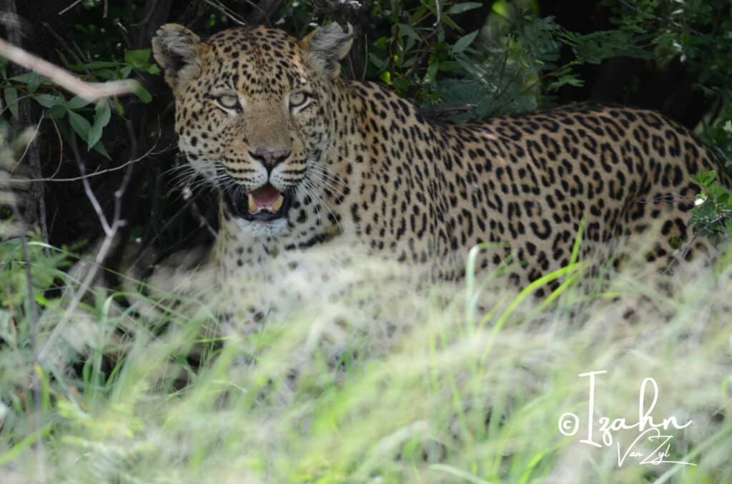 Leopard resting under a tree in Pilanesberg Game Reserve