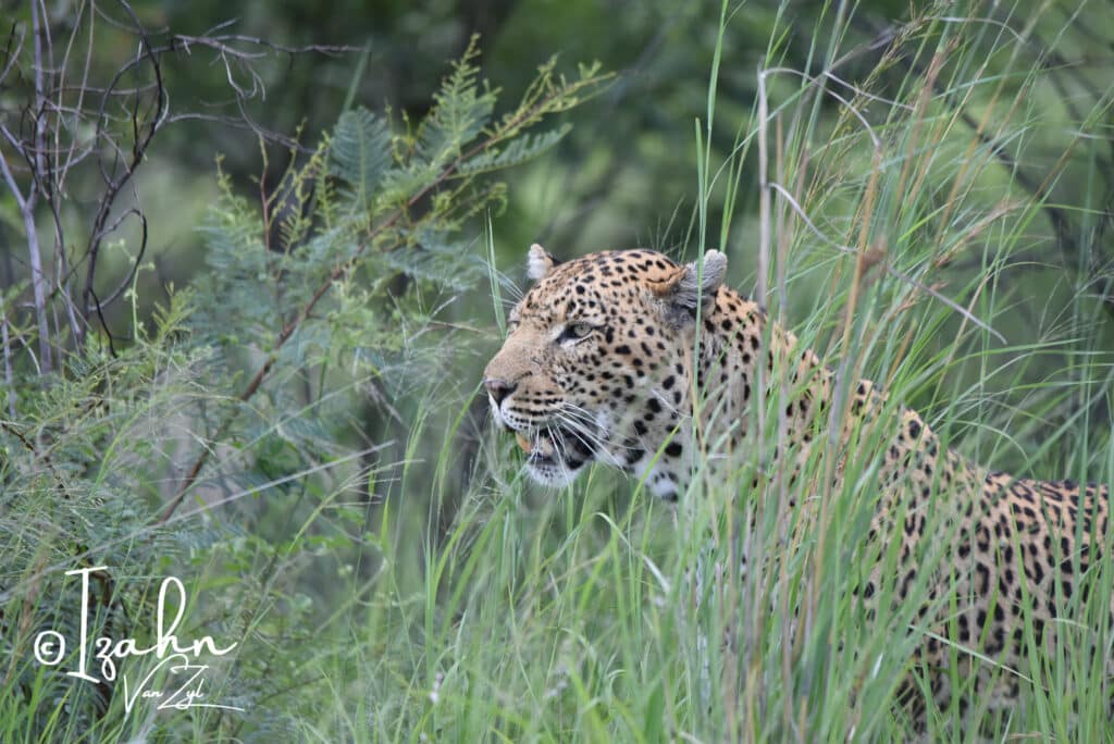 Leopard hiding in the tall grass in Pilanesberg Game Reserve