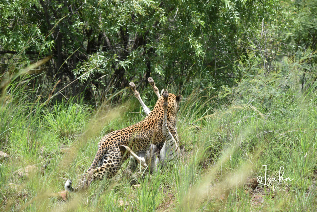 Leopard dragging baby zebra kill into the bushes in Pilanesberg Game Reserve