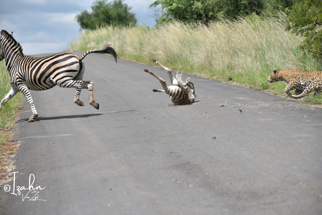 Leopard hunting baby zebra in Pilanesberg Game Reserve